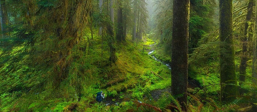 foggy rainforest olympic national park washington state