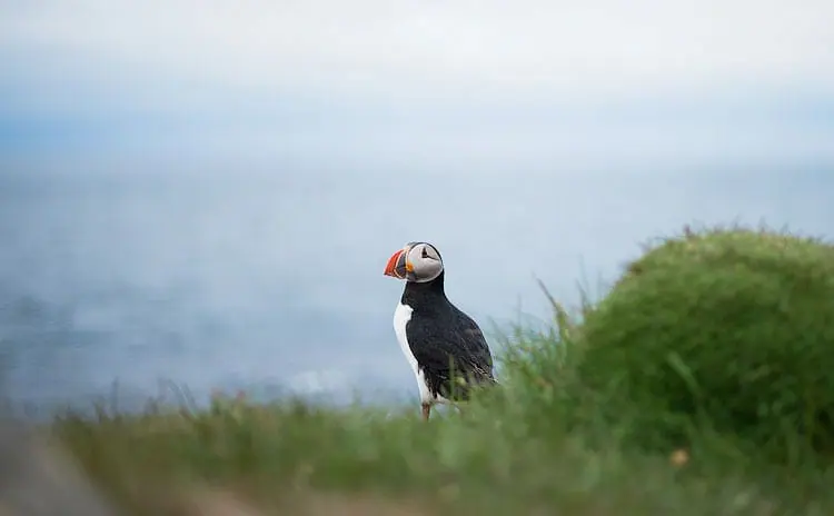 shallow depth of field photography example