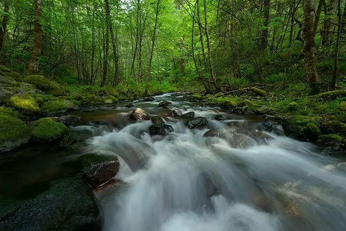 back button focus used to capture moving water in the forest